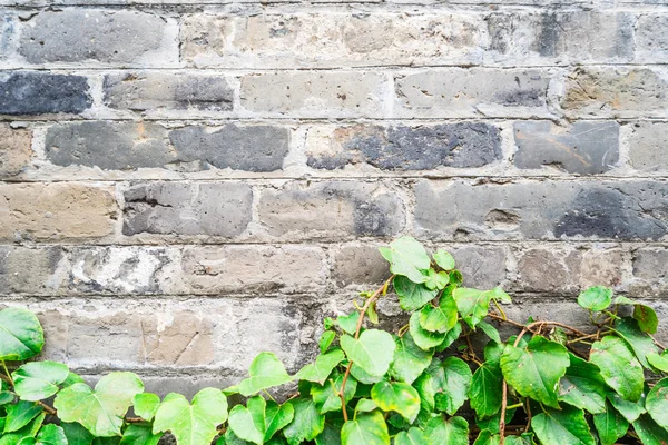 旧的老式砖墙上绿色的常春藤墙 — 图库照片