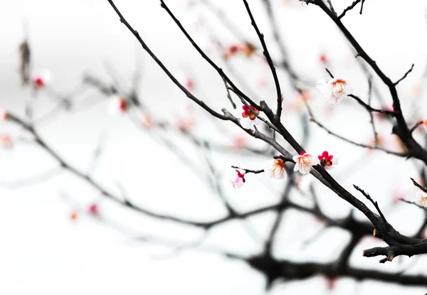 Frische Pflaumenbaumblüten isoliert auf weißem Hintergrund — Stockfoto
