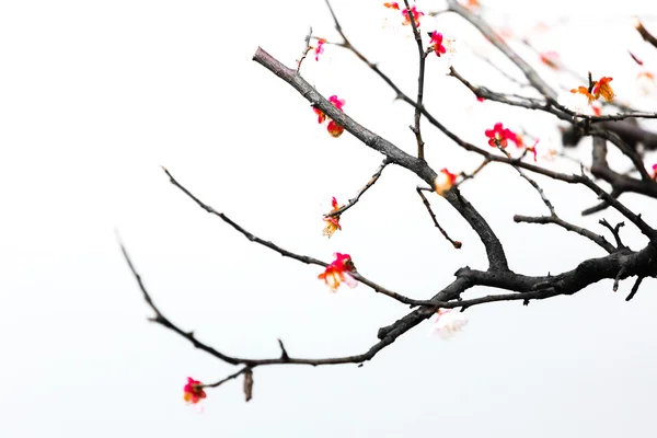 Färska plommon träd blommor isolerad på vit bakgrund — Stockfoto