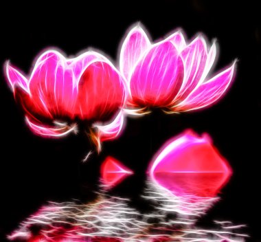 Gün batımında açan güzel nilüfer çiçeği