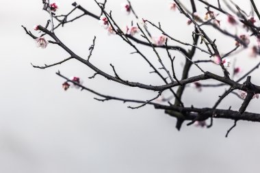Beyaz arka plan üzerinde izole erik çiçeği.