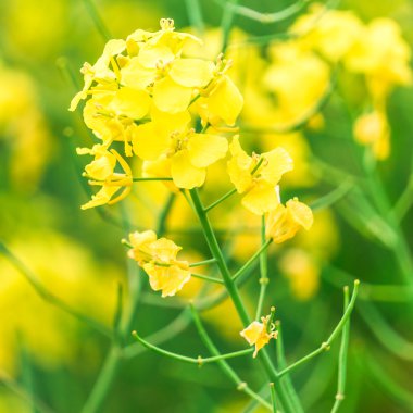 Sonbahar ve tecavüz sarı çiçekler alanlara