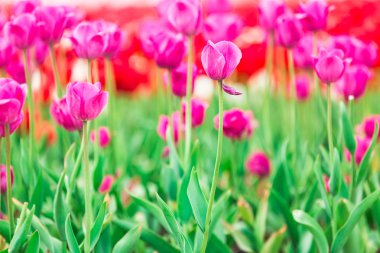 Lale. Güzel bir buket lale. Renkli laleler. Baharda laleler, renkli laleler