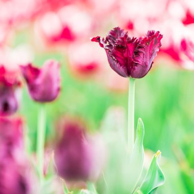 Lale. Güzel bir buket lale. Renkli laleler. Baharda laleler, renkli laleler