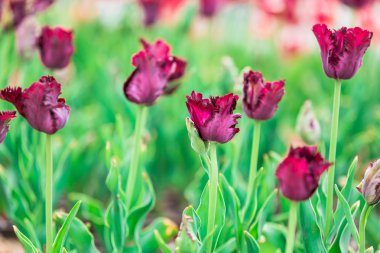 Lale. Güzel bir buket lale. Renkli laleler. Baharda laleler, renkli laleler