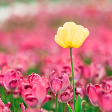 Lale. Güzel bir buket lale. Renkli laleler. Baharda laleler, renkli laleler