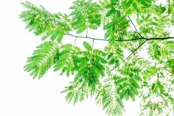 Spring green leaf background — Stock Photo, Image