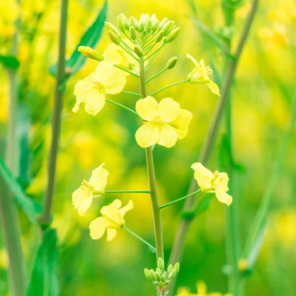 Os campos no outono e as flores amarelas de estupro — Fotografia de Stock