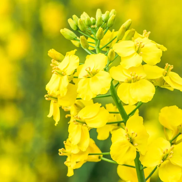 Os campos no outono e as flores amarelas de estupro — Fotografia de Stock