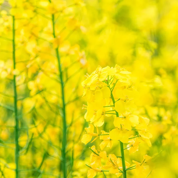 Os campos no outono e as flores amarelas de estupro — Fotografia de Stock