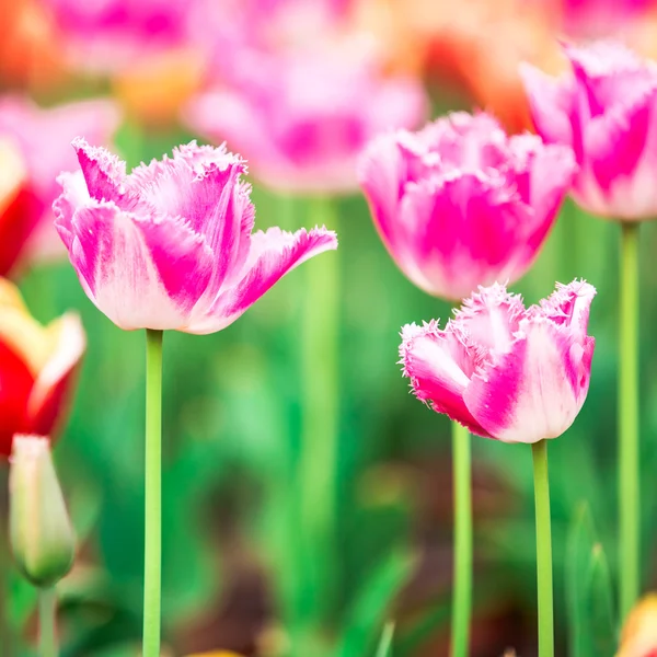 Tulip. Beautiful bouquet of tulips. colorful tulips. tulips in spring,colourful tulip — Stock Photo, Image