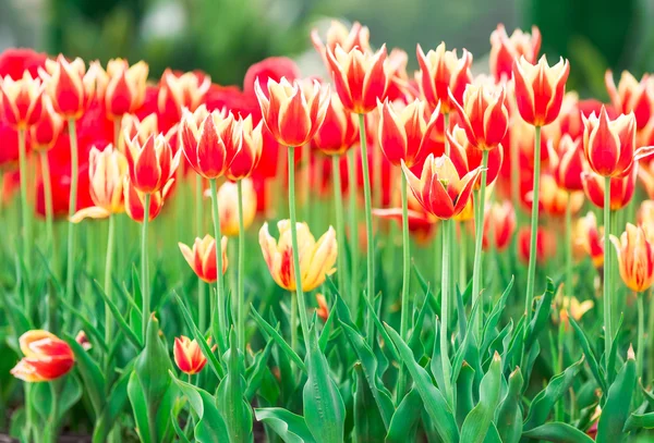 Tulip. Beautiful bouquet of tulips. colorful tulips. tulips in spring,colourful tulip — Stock Photo, Image