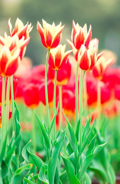 Tulip. Beautiful bouquet of tulips. colorful tulips. tulips in spring,colourful tulip — Stock Photo, Image