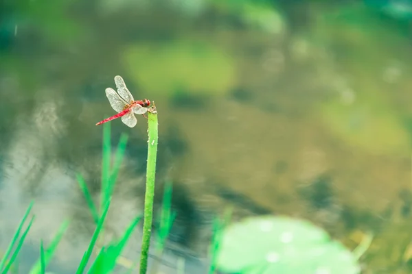 Das Lotusblatt und die Libelle im Teich — Stockfoto