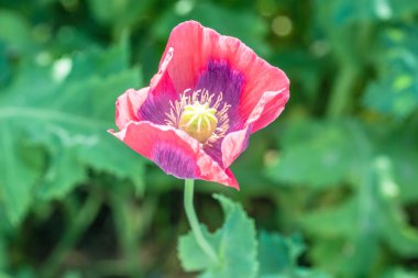 Haşhaş (gelincik somniferum) bir bahçe çiçek