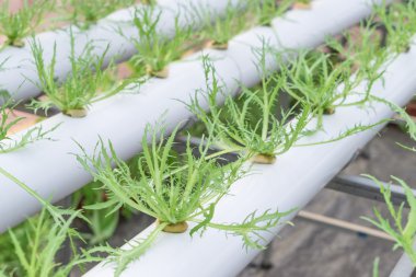 taze organik sebze hydroponic sebze alanı.