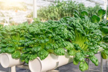 taze organik sebze hydroponic sebze alanı.