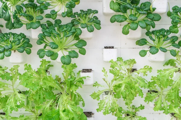 Taze organik sebze hydroponic sebze alanı. — Stok fotoğraf