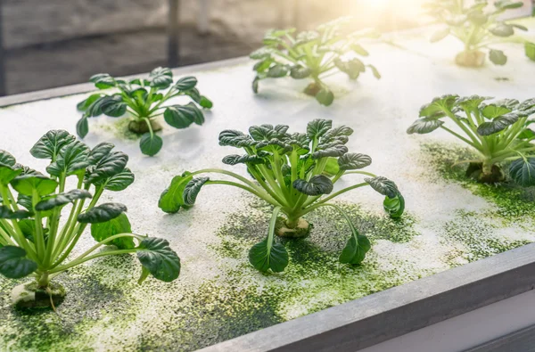 Φρέσκα βιολογικά λαχανικά σε υδροπονική φυτικό τομέα. — Φωτογραφία Αρχείου