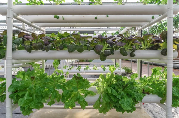 Taze organik sebze hydroponic sebze alanı. — Stok fotoğraf