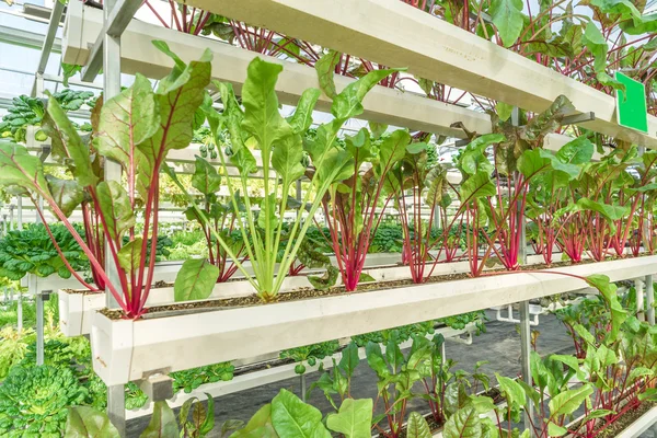 Свіжий органічний овоч у гідропонічному овочевому полі . — стокове фото