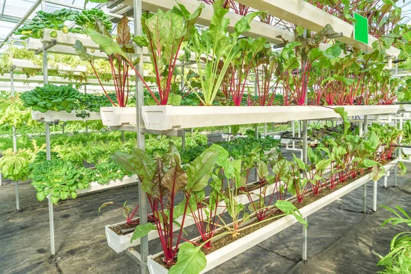 Taze organik sebze hydroponic sebze alanı. — Stok fotoğraf