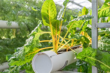 taze organik sebze hydroponic sebze alanı.