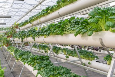 taze organik sebze hydroponic sebze alanı.