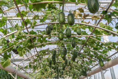 Uzun kabak şişe veya kış kavun