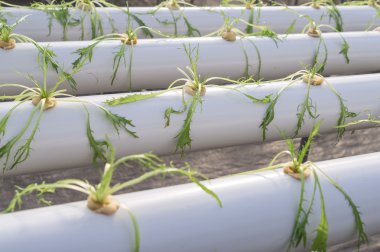 taze organik sebze hydroponic sebze alanı.