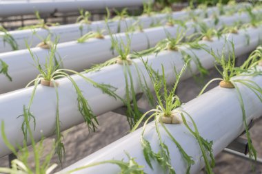 taze organik sebze hydroponic sebze alanı.