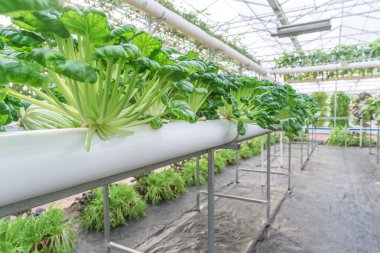 taze organik sebze hydroponic sebze alanı.