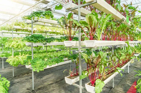 Fresh organic vegetable in hydroponic vegetable field. — Stock Photo, Image