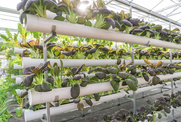 Taze organik sebze hydroponic sebze alanı. — Stok fotoğraf