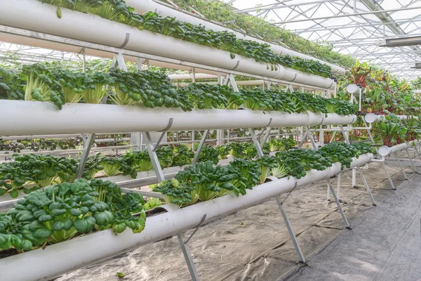 Fresh organic vegetable in hydroponic vegetable field. — Stock Photo, Image