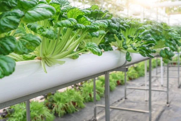 Taze organik sebze hydroponic sebze alanı. — Stok fotoğraf