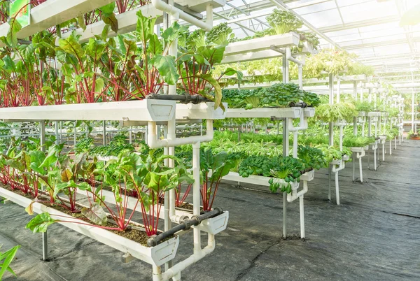 Свежие органические овощи в гидропонном растительном поле . — стоковое фото