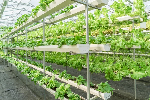 Fresh organic vegetable in hydroponic vegetable field. — Stock Photo, Image