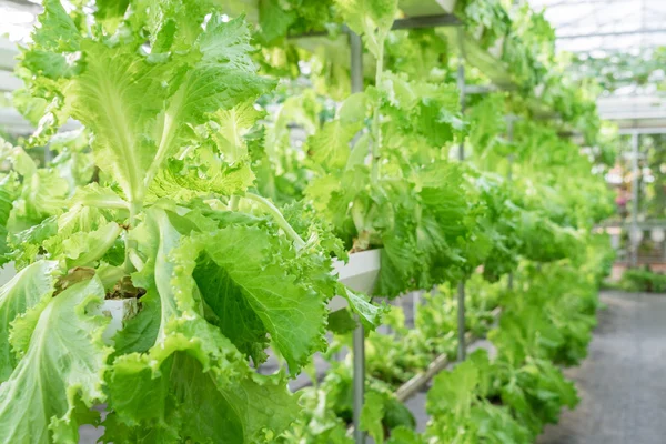 Fresh organic vegetable in hydroponic vegetable field. — Stock Photo, Image