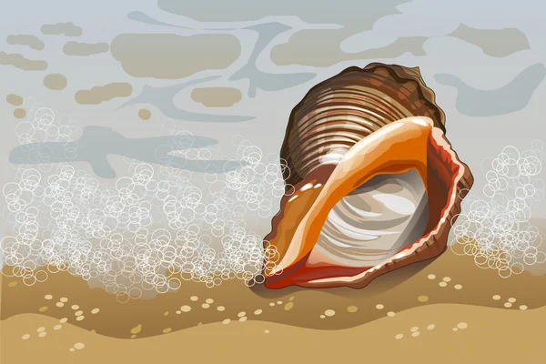 Mořské mušle, ležící na pobřeží. — Stock fotografie