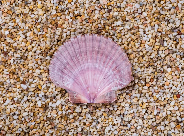 Muscheln auf Sand. Sommer Strand Hintergrund. Ansicht von oben — Stockfoto