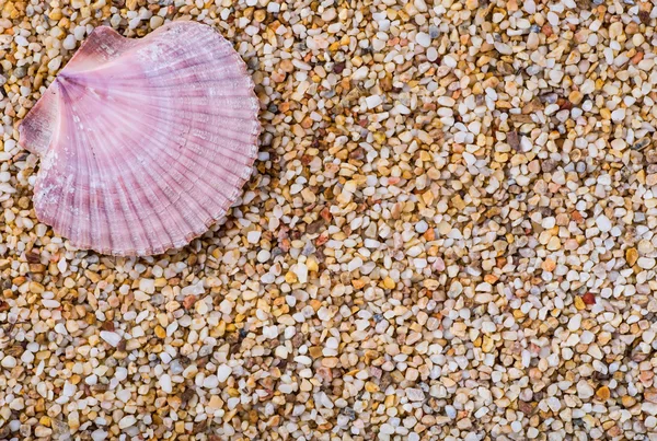 Zeeschelpen op zand. Zomer strand achtergrond. Bovenaanzicht — Stockfoto