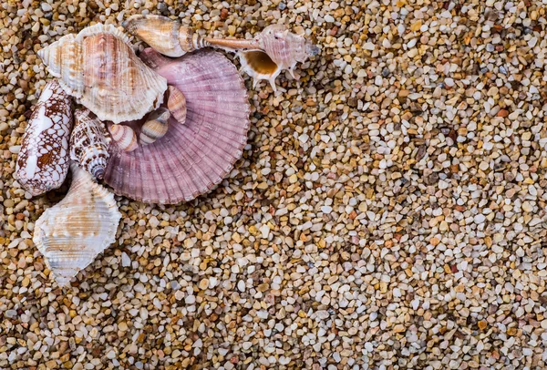 Kumdaki deniz kabukları. Yaz sahili geçmişi. Üst görünüm — Stok fotoğraf