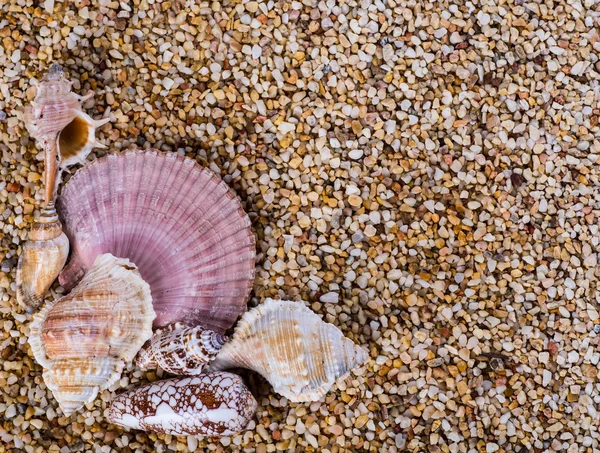 Zeeschelpen op zand. Zomer strand achtergrond. Bovenaanzicht — Stockfoto