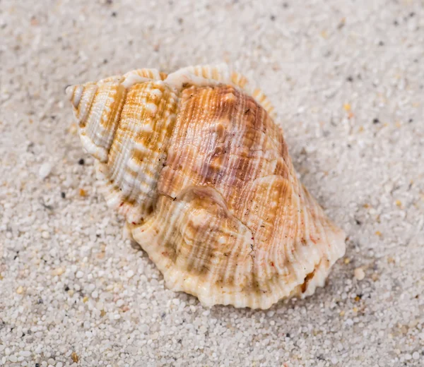 Sea shells on sand. Summer beach background. Top view — Stock Photo, Image