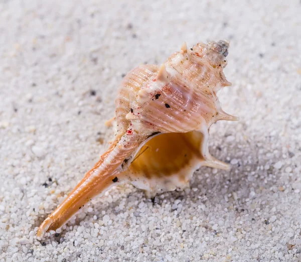 Havsskal på sand. Sommar strand bakgrund. Ovanifrån — Stockfoto