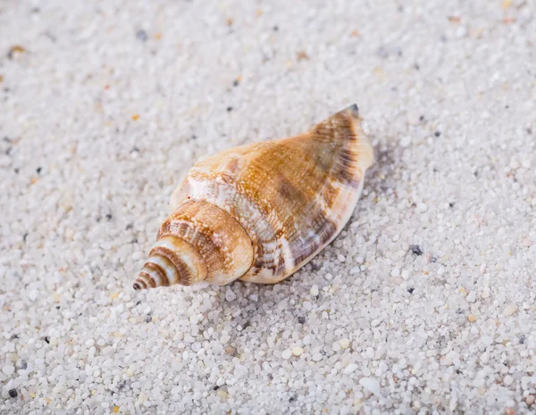 Zeeschelpen op zand. Zomer strand achtergrond. Bovenaanzicht — Stockfoto