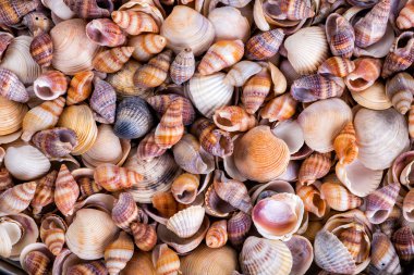 Kumdaki deniz kabukları. Yaz sahili geçmişi. Üst görünüm