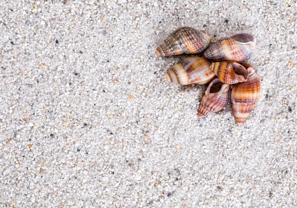 Zeeschelpen op zand. Zomer strand achtergrond. Bovenaanzicht — Stockfoto