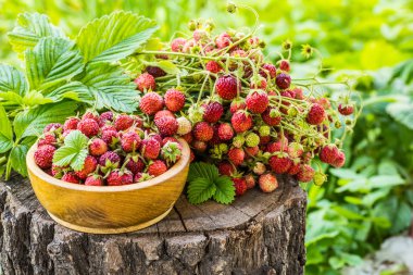 Çilek ahşap arka plan üzerinde. Çilek yeşil yaprakları ile.